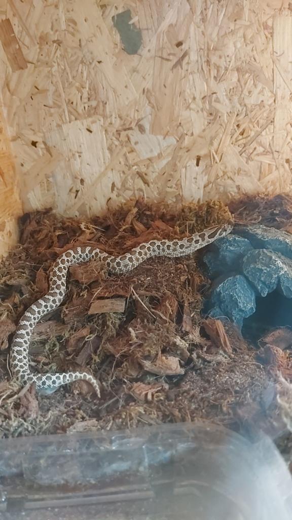 0.1 Haakneus slang Hognose Snake - female for sale from essies.animals
