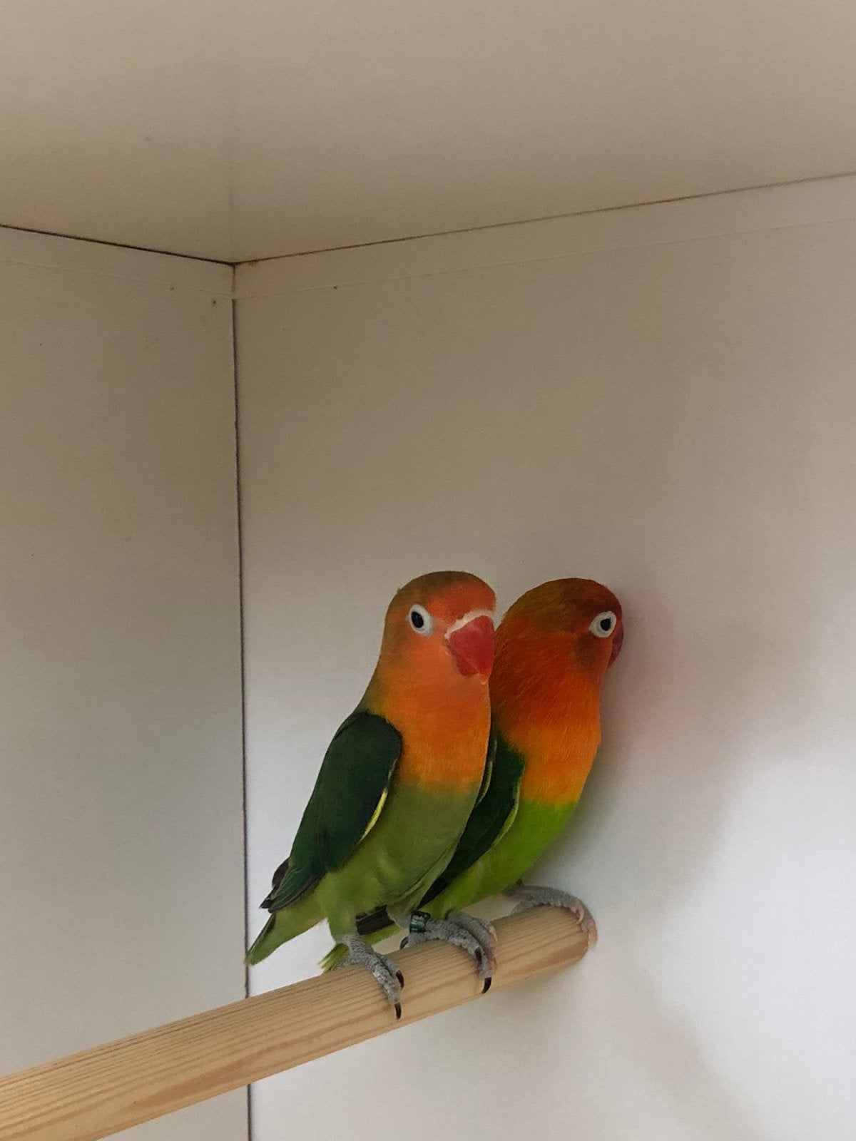 1x1 fischeri, Meerdere dieren, Dwergpapegaai of Agapornis