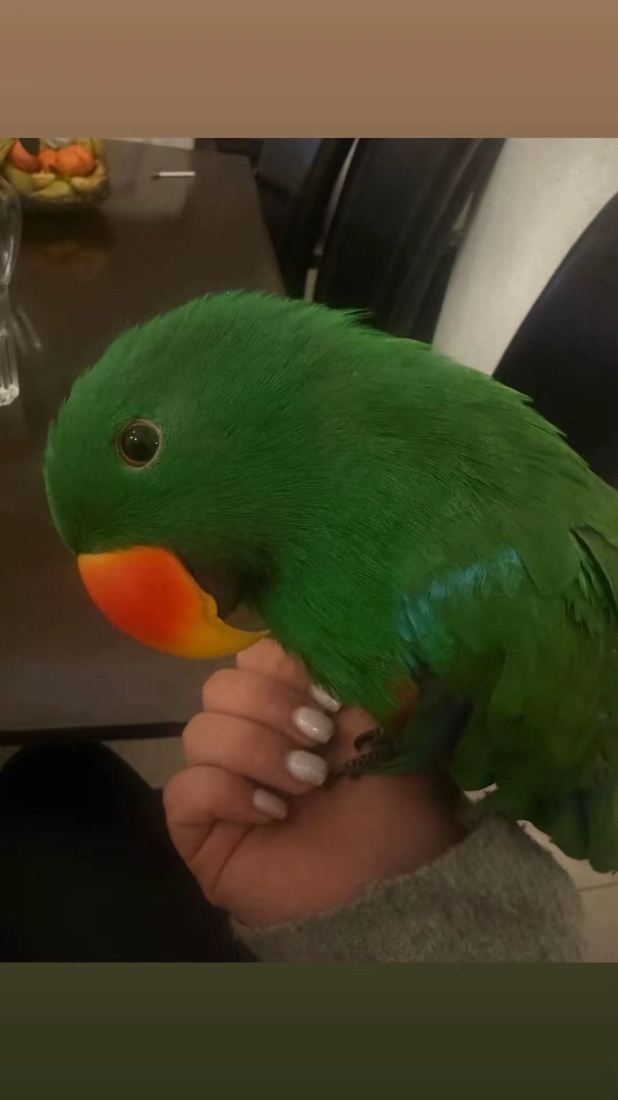 Naru (2 jaar) zoekt thuis met vrouw Edelpapegaai partner, Mannelijk, Papegaai, Tam