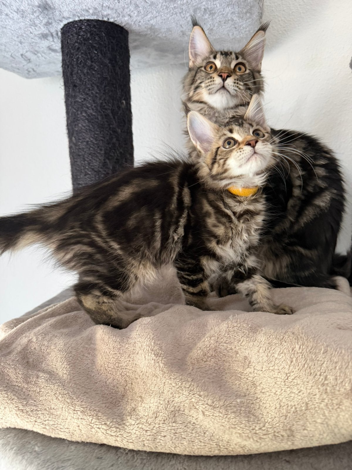 Maine Coon XXL kittens, Meerdere dieren