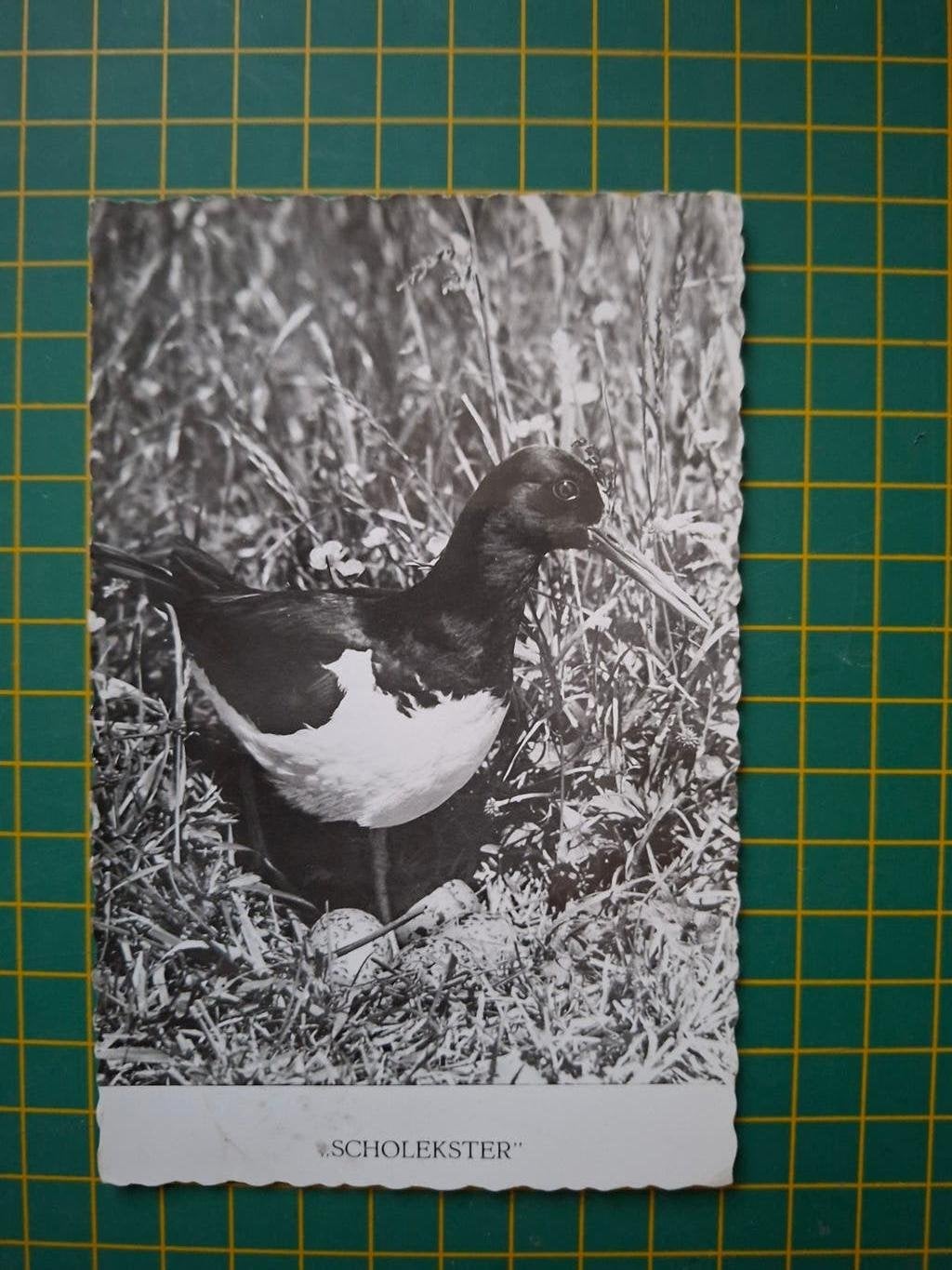 ansichtkaart Scholekster., Verzamelen, Ophalen of Verzenden, 1960 tot 1980, Gelopen, Vogel
