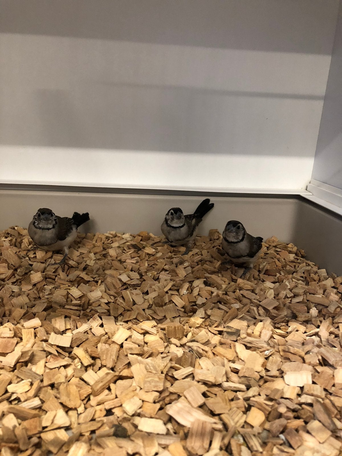 Bichenowastrilde, Dieren en Toebehoren, Vogels | Overige Vogels