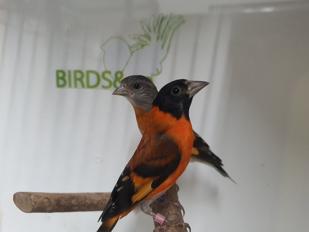 Koppel Kapoetsensijsen beschikbaar, Meerdere dieren, Tropenvogel