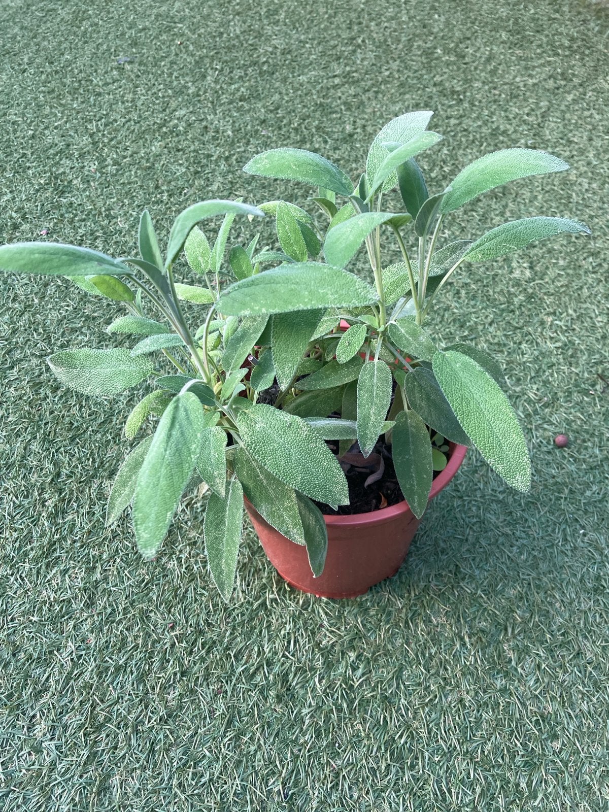 Salie plant - Vers en aromatisch kruid voor uw tuin, Ophalen, Volle zon, Vaste plant, Kruiden