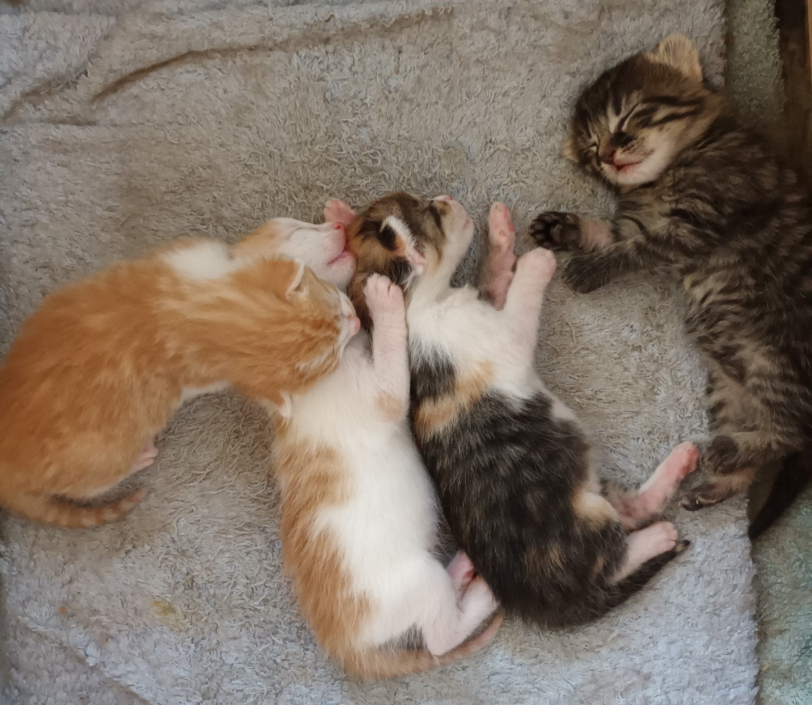 2 katertjes en 2 poesjes, Dieren en Toebehoren, Katten en Kittens | Overige Katten, Meerdere dieren, Kortharig, 0 tot 2 jaar