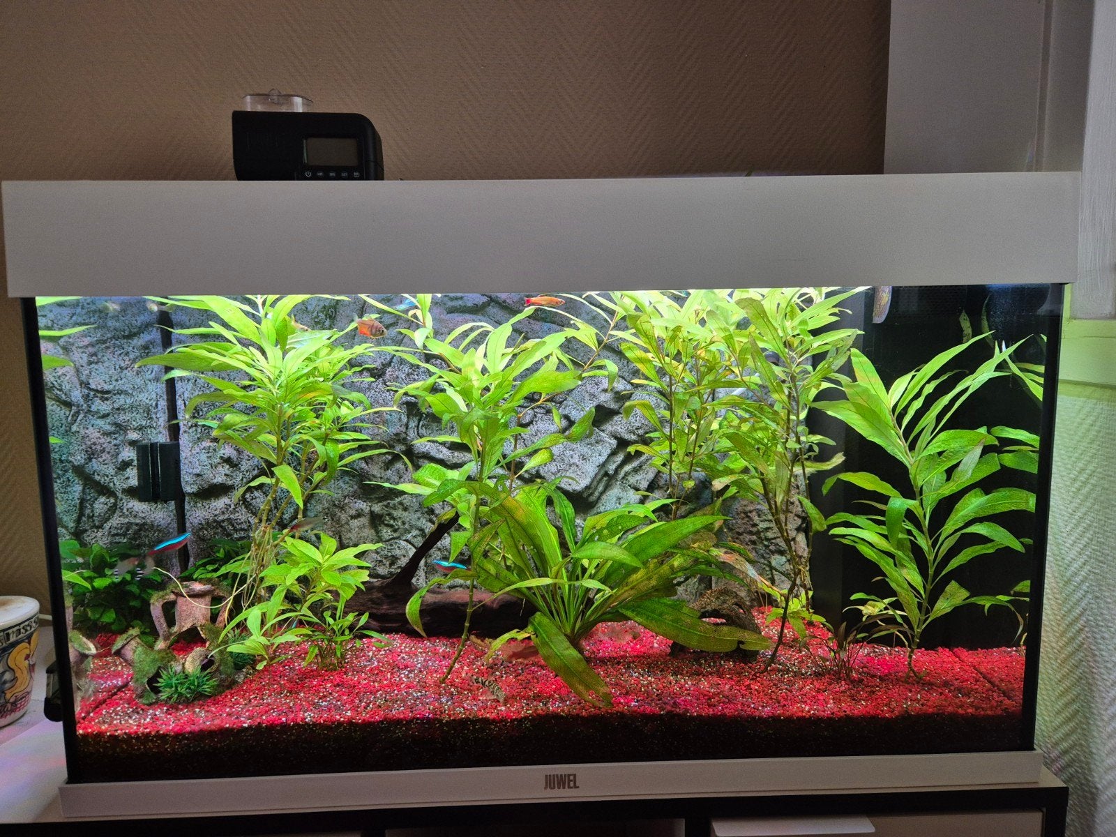 juwel Rio 125 led aquarium inclusief een HeliaLux Spectrum, Ophalen, Zo goed als nieuw, Leeg aquarium