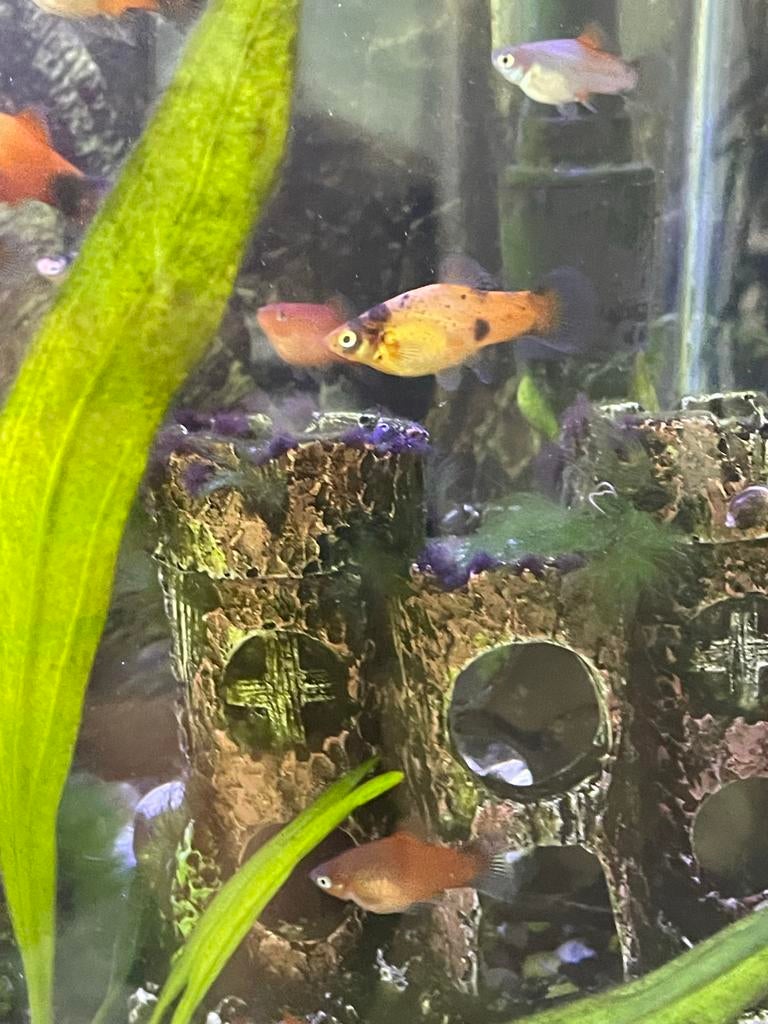 Platys, Dieren en Toebehoren, Vissen | Aquariumvissen, Vis