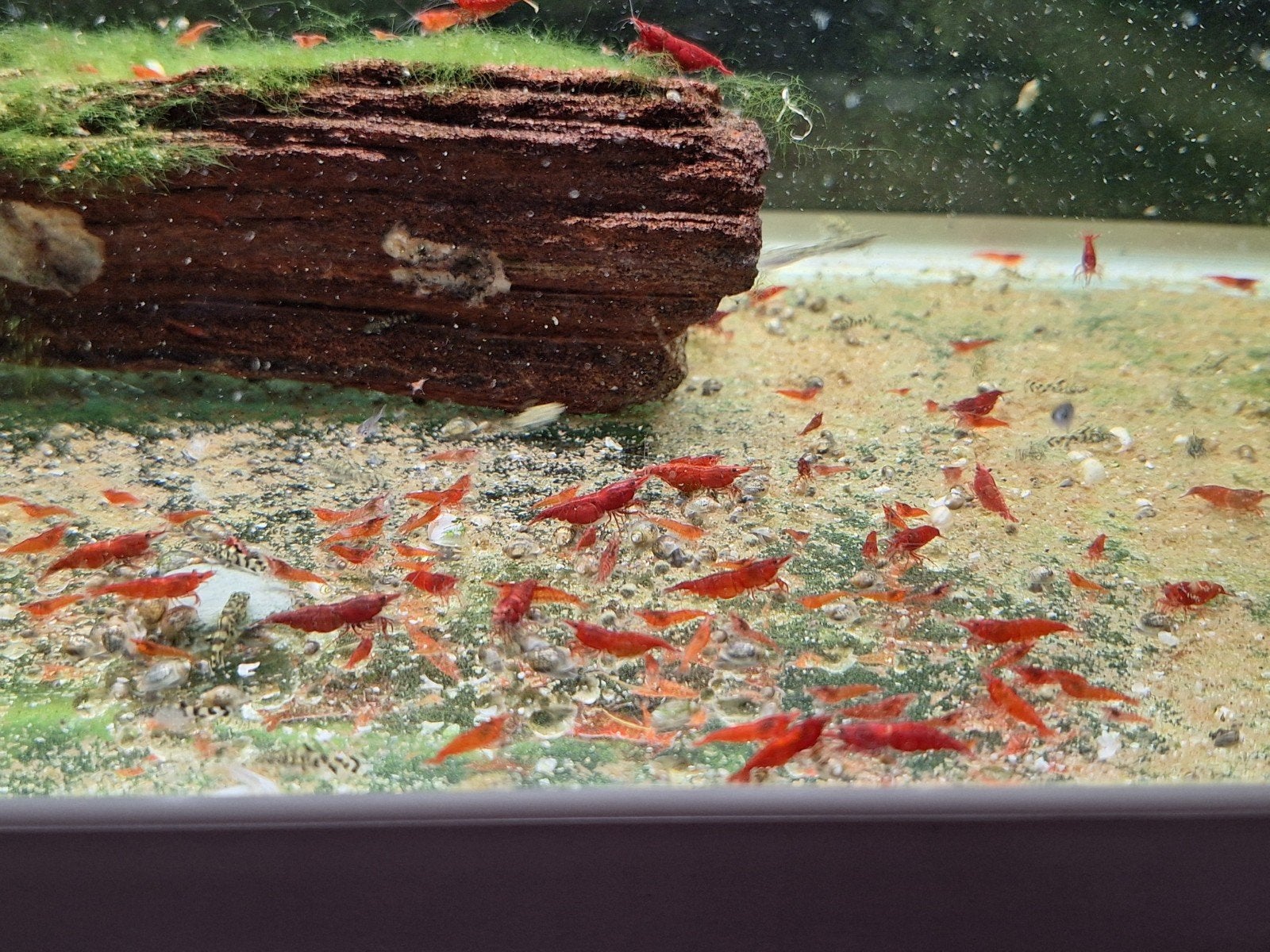 Red Shakura Neocaridina Garnalen (Rood), Kreeft, Krab of Garnaal, Zoetwatervis, Schoolvis