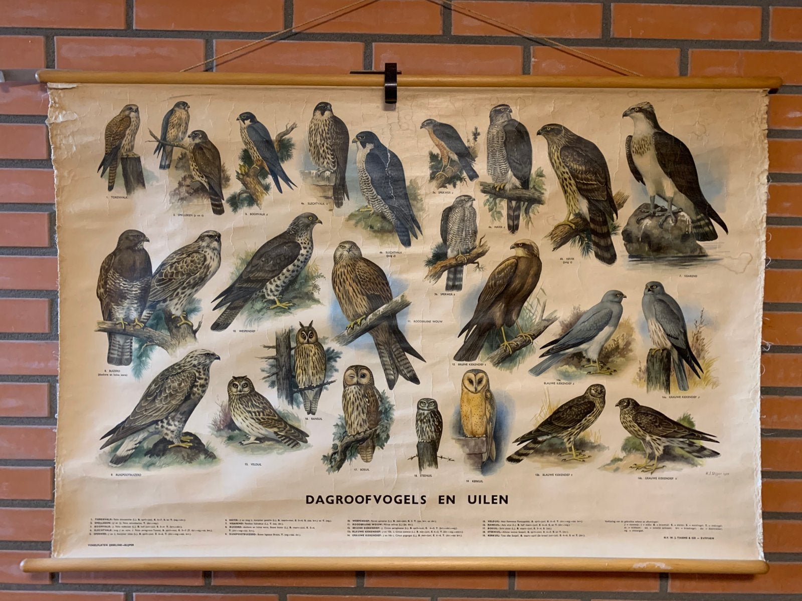 Schoolplaat dag-roofvogels en uilen, Antiek en Kunst, Ophalen, Natuur en Biologie
