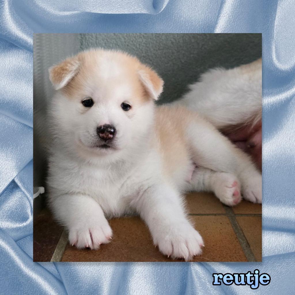 GEBOREN !!! Pups  Alaskan Malamute ..Jap.Akita x Samojeed, Dieren en Toebehoren, Parvo, 8 tot 15 weken, Poolhond, Meerdere