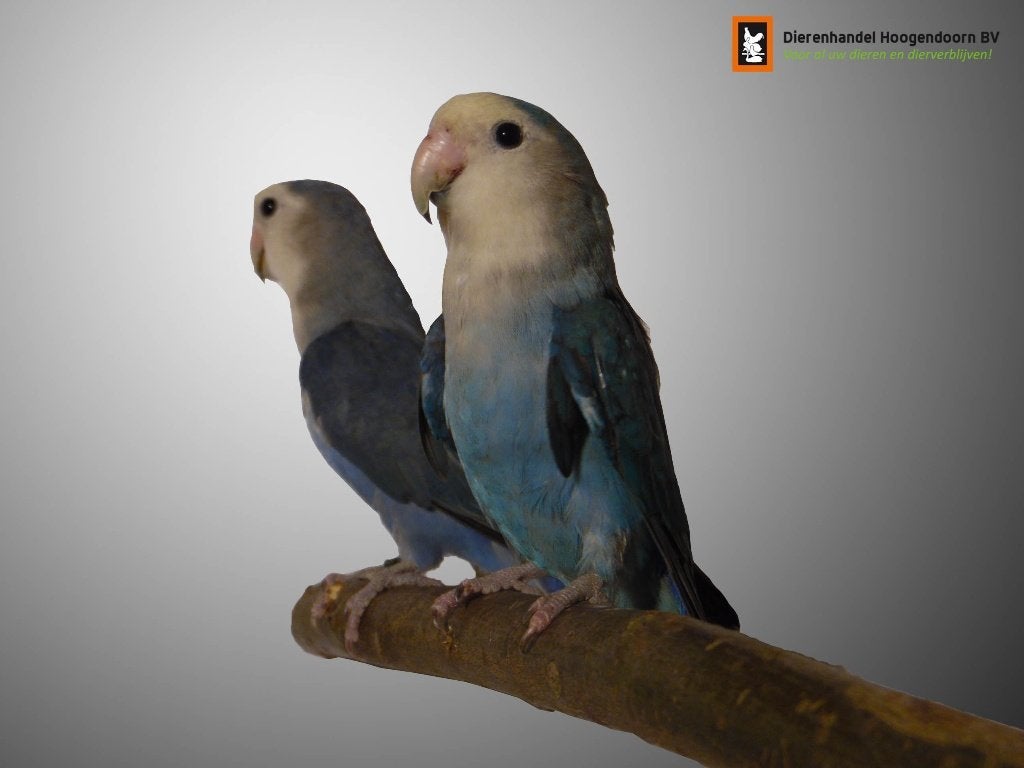 Agapornis | Dwergpapagaai | Papagaaien | Passend advies, Meerdere dieren, Dwergpapegaai of Agapornis