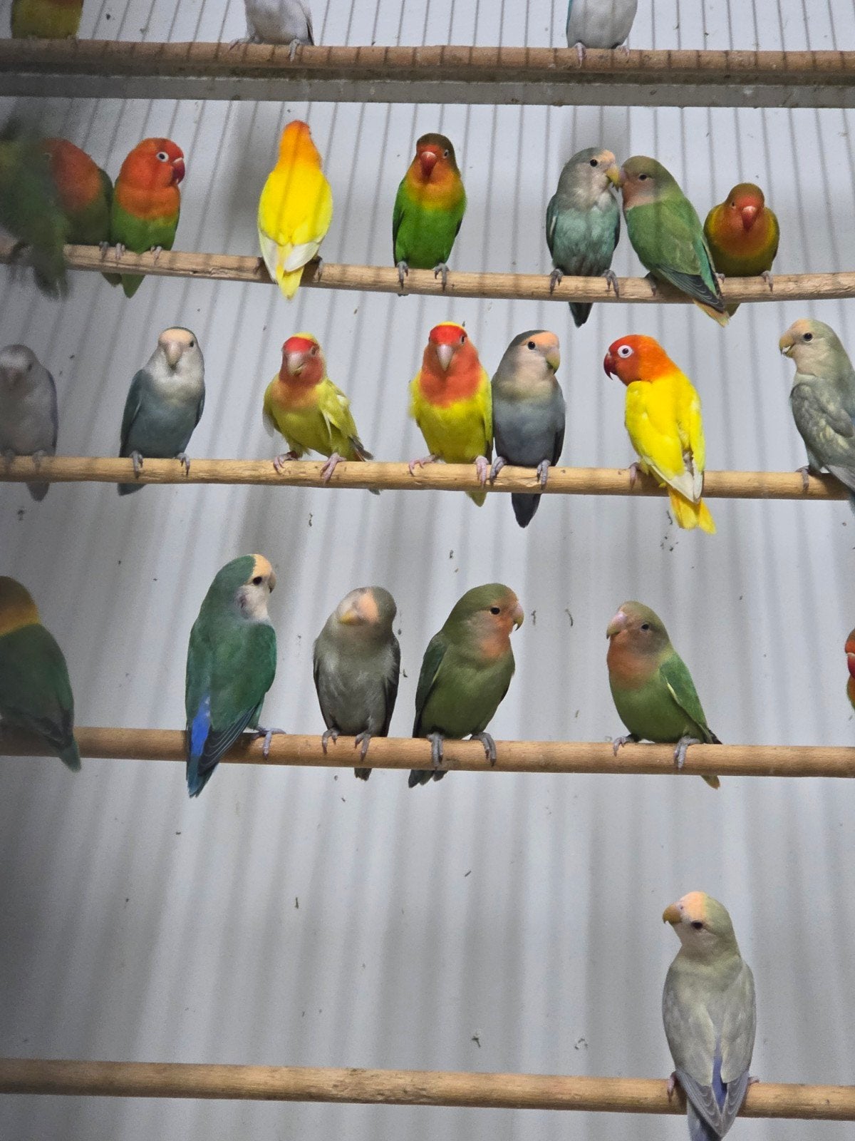 diverse kromsnavels, Dieren en Toebehoren