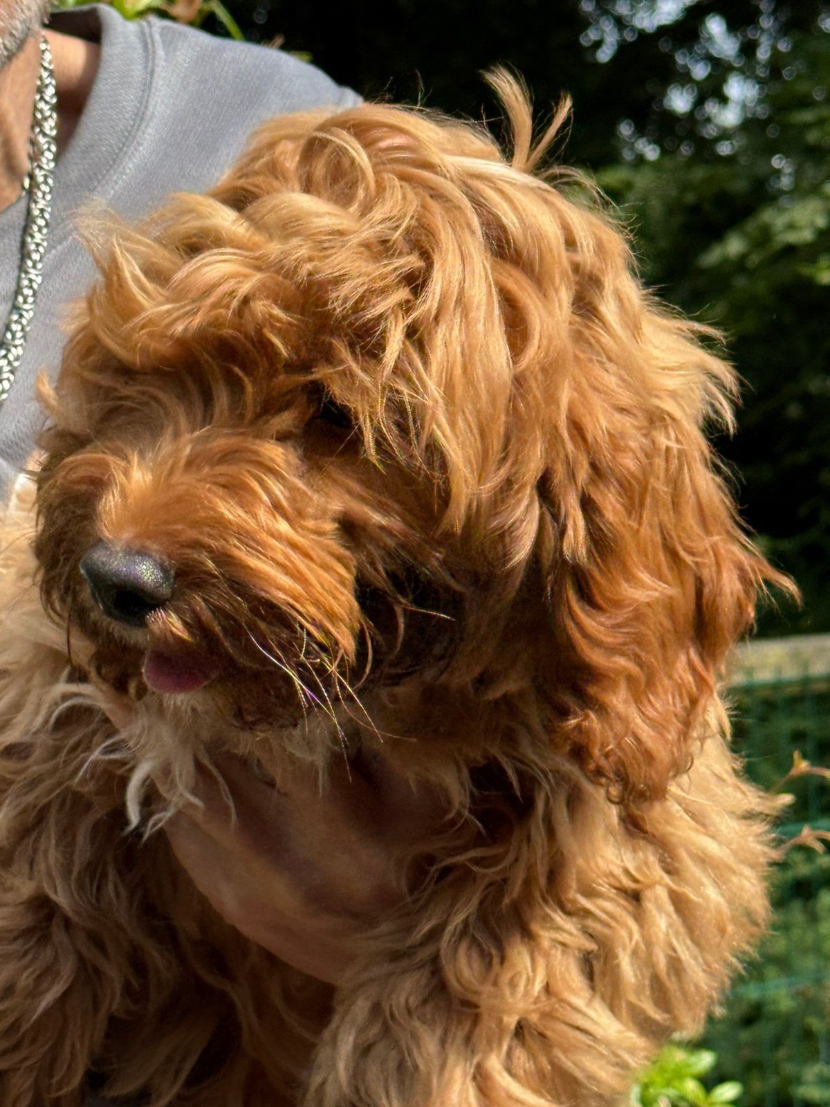 Lieve middelgrote Doodles (Maltipoo) geschikt bij allergie, Poedel, Parvo, Nederland, 8 tot 15 weken