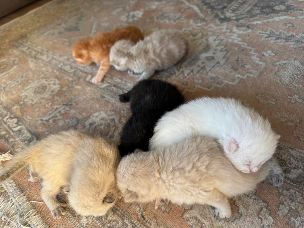 6 Fluffy Half-Ragdoll Kittens for Sale, Meerdere dieren