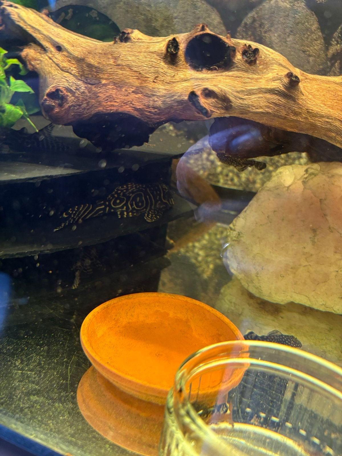 Aquarium met vissen, Ophalen, Inclusief toebehoren, Gevuld zoetwateraquarium, Juwel
