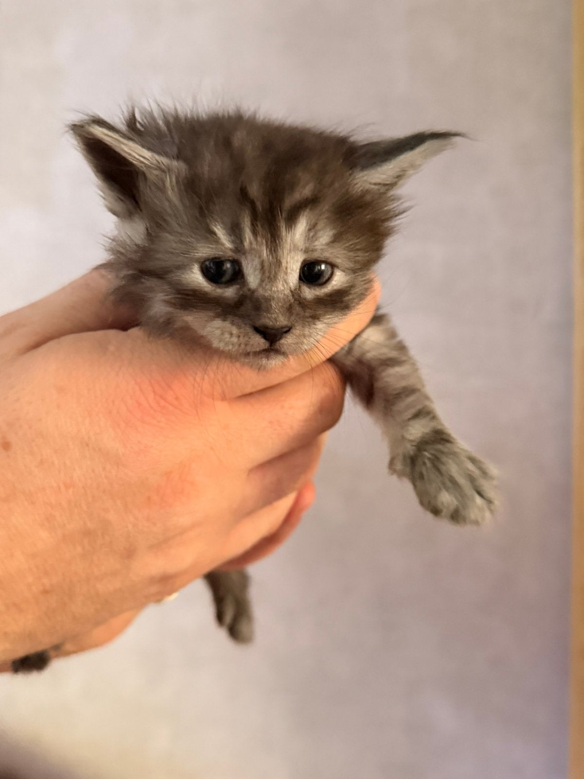 Maine Coon x Ragdoll - kittens - liefdevol grootgebracht, Dieren en Toebehoren, Katten en Kittens | Raskatten | Langhaar, Meerdere dieren
