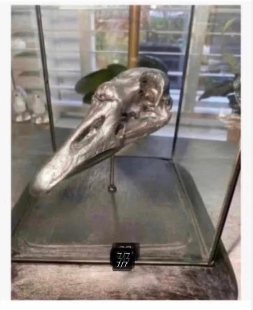 Vitrine met echte opgezette vogel schedel, op houten voet, Verzamelen, Ophalen, Nieuw, Vogel, Gewei of Kop