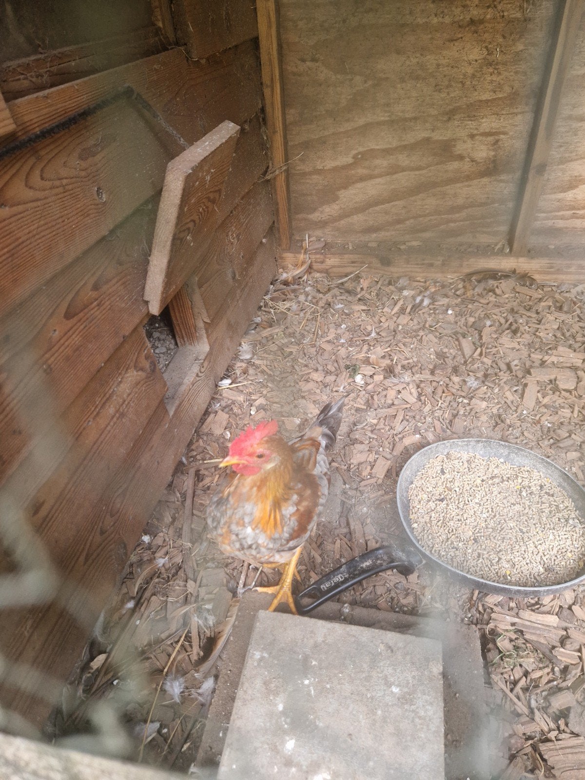 leghorn kriel haan, Dieren en Toebehoren
