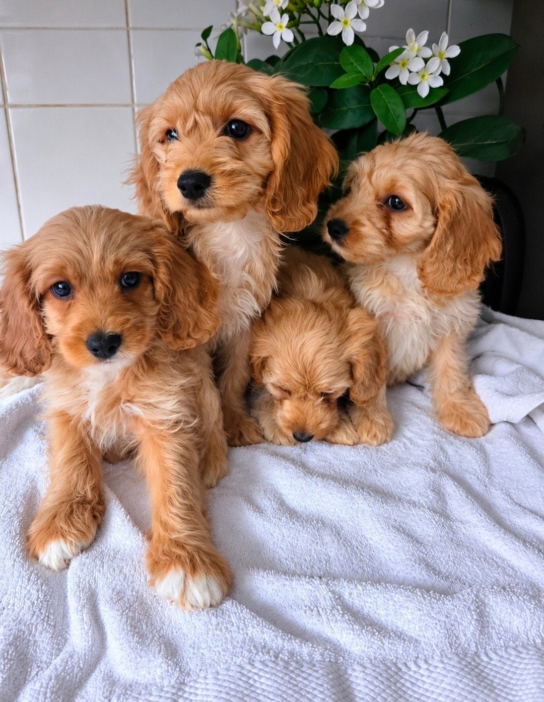 prachtige cockapoo f1, Dieren en Toebehoren, CDV (hondenziekte), 8 tot 15 weken, Meerdere, Meerdere dieren