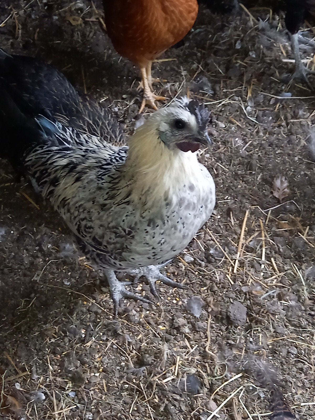 jonge auracana kruizing haan, Dieren en Toebehoren, Pluimvee, Mannelijk, Kip