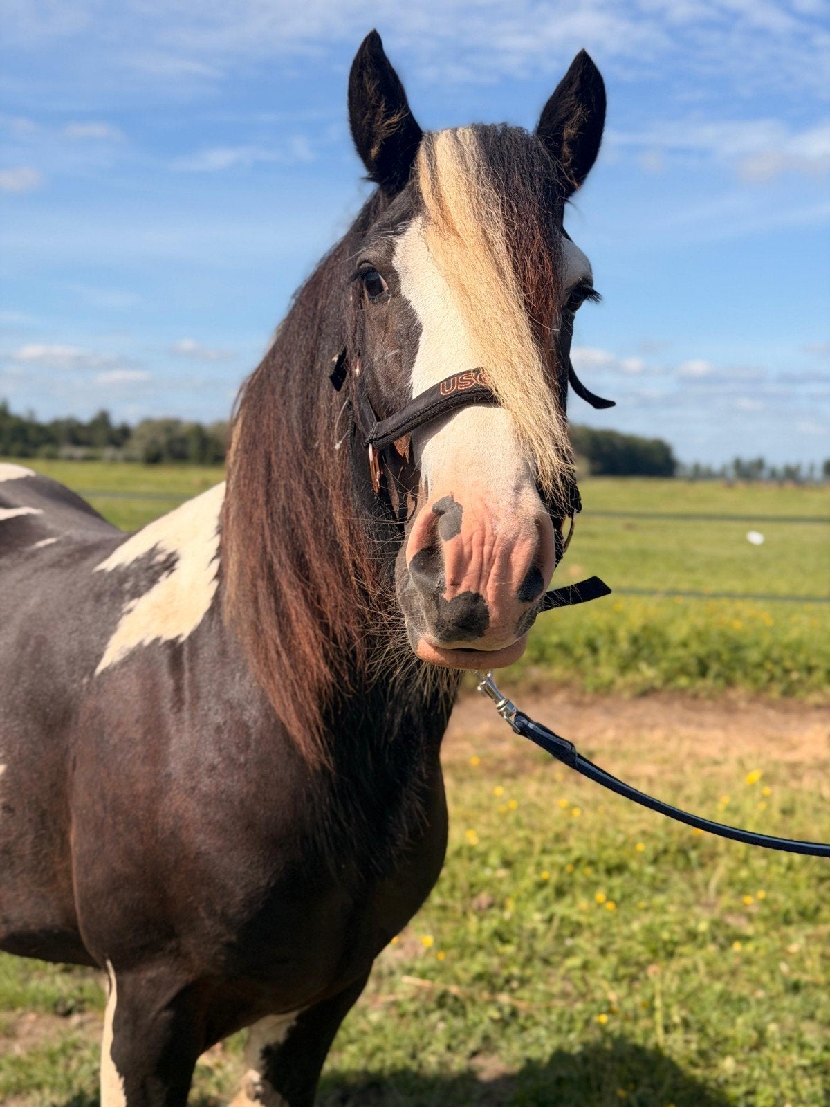 Knappe 2-jarige tinker/irish cob hengst, Dieren en Toebehoren, Pony's, Met stamboom, 0 tot 2 jaar, Hengst, Onbeleerd