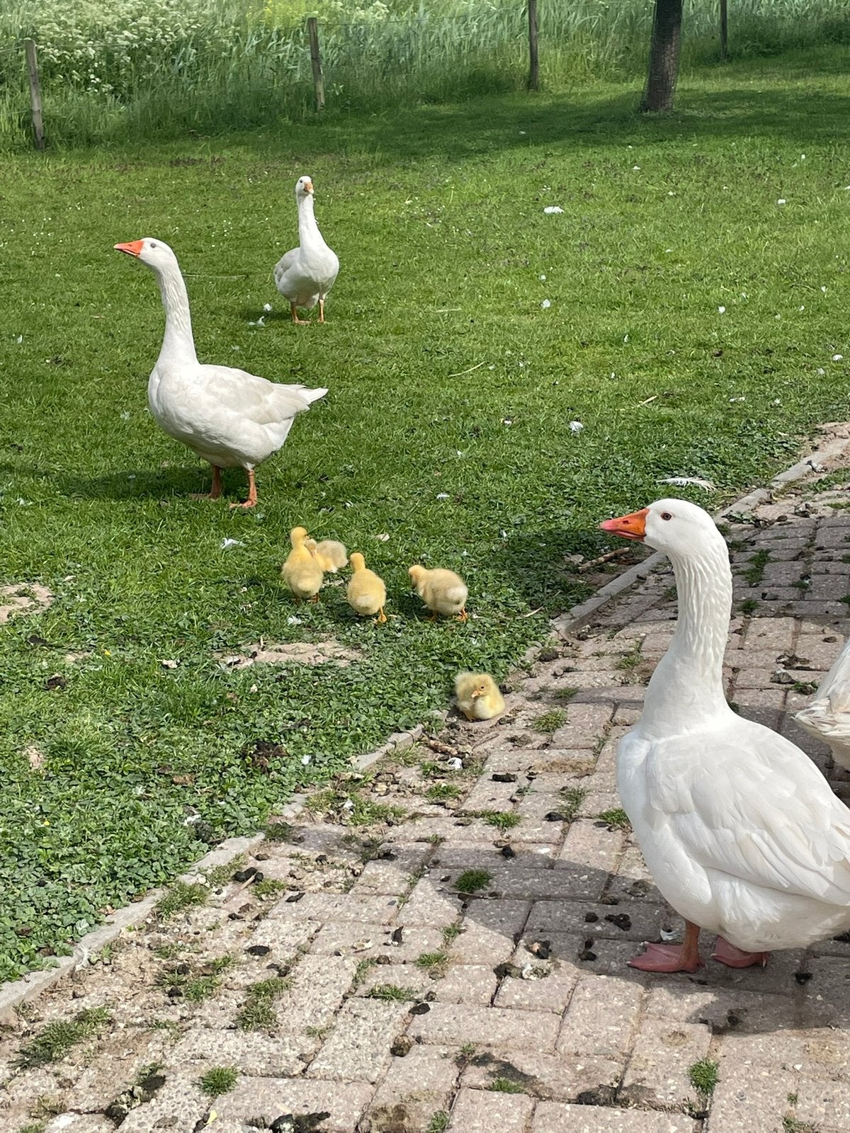 Witte  Boeren Ganzen, Dieren en Toebehoren, Pluimvee, Meerdere dieren, Gans of Zwaan