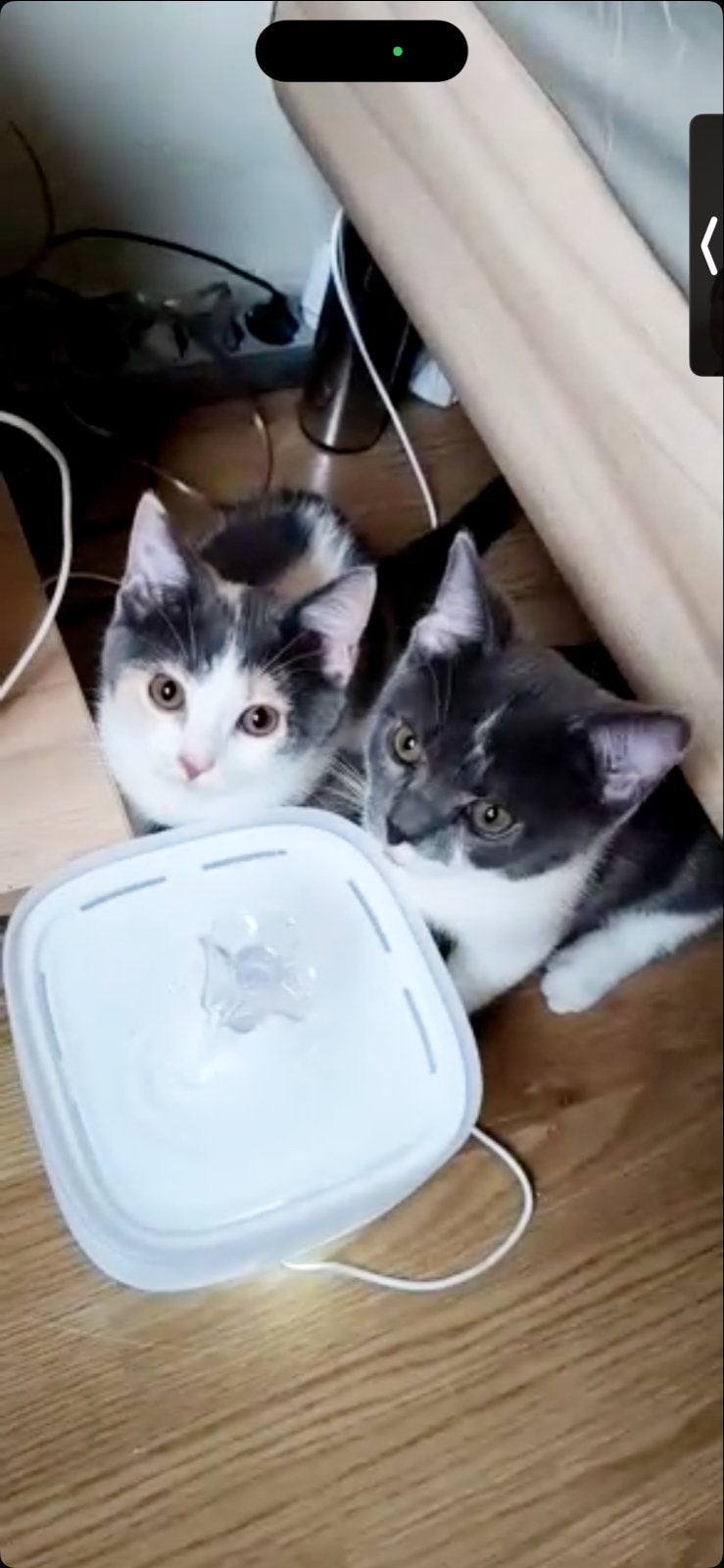 cats, Kater