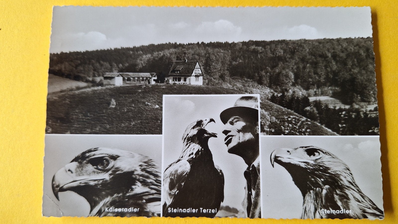 Teutenburgerwoud Adelaars *, Ophalen of Verzenden, Voor 1920, Vogel