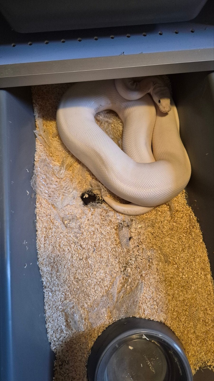 kweek vrouwen ball python regius Clown Desert ghost Piebald Ball Python photo 2