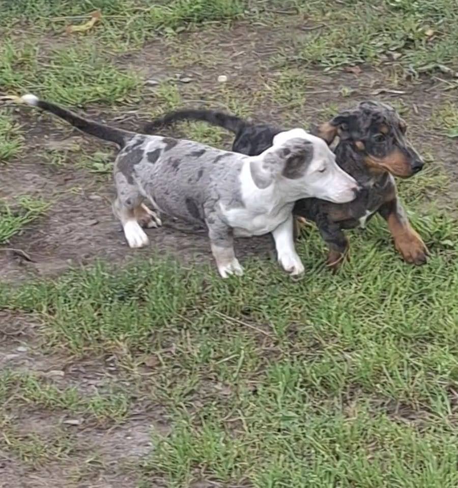 Prachtige blue merle en choco tan teckels, Dieren en Toebehoren, 8 tot 15 weken, Korthaar, Meerdere, Meerdere dieren