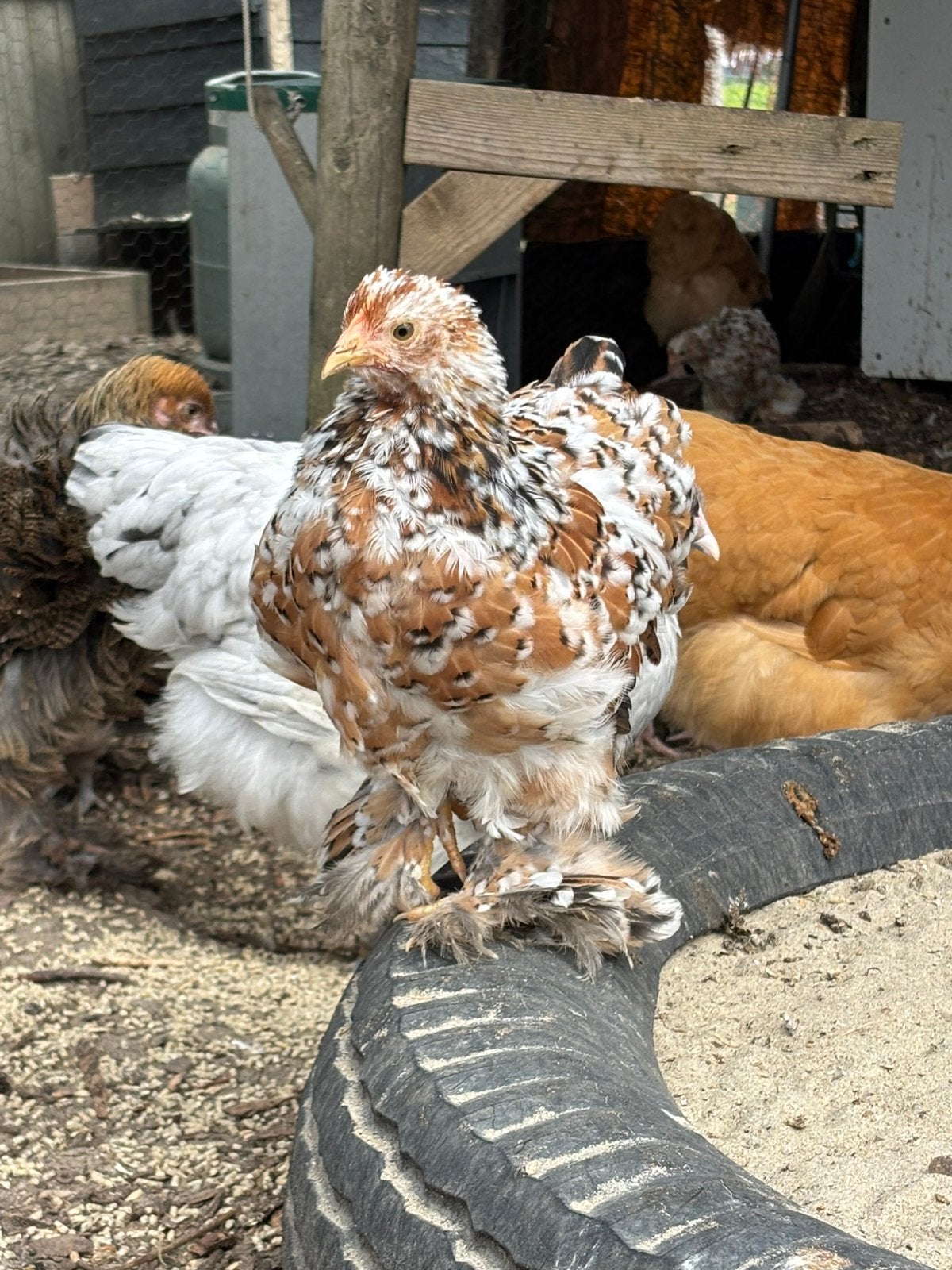 Cochins te koop, Dieren en Toebehoren, Pluimvee, Meerdere dieren, Kip