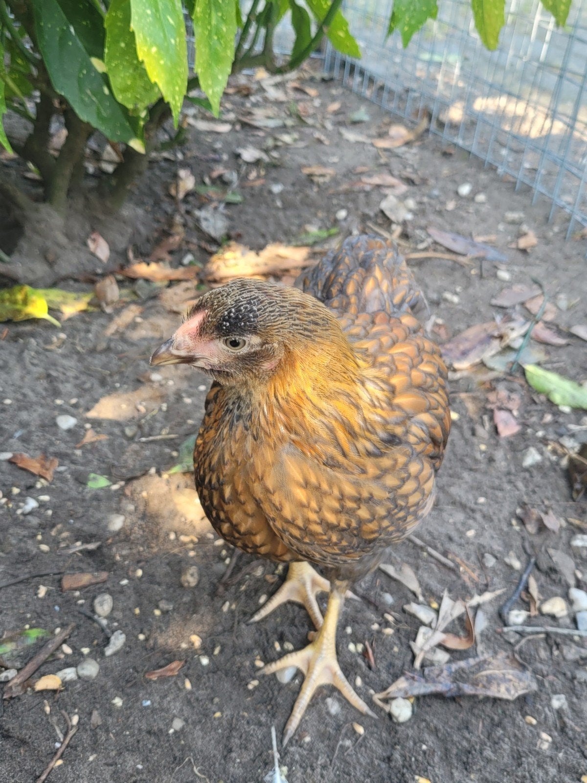 Wyandotte haantje 9 weken, Dieren en Toebehoren