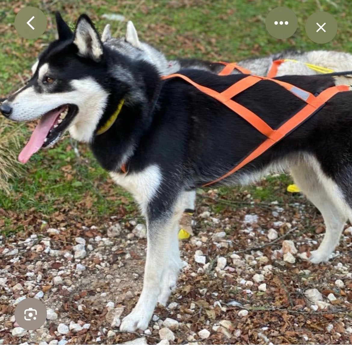 Neewa sled pro harness blue maat XL, Ophalen of Verzenden, Gebruikt