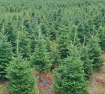 Kerstbomen Fraserie/nordman in Pot 130-210 cm. Reserveer nu, Tuin en Terras, Overige soorten, 100 tot 250 cm, Zomer, Ophalen