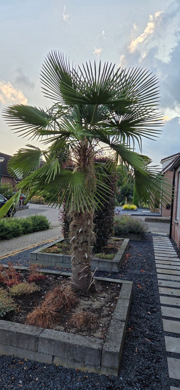 palm, 100 tot 250 cm, Zomer, Palmboom, Ophalen