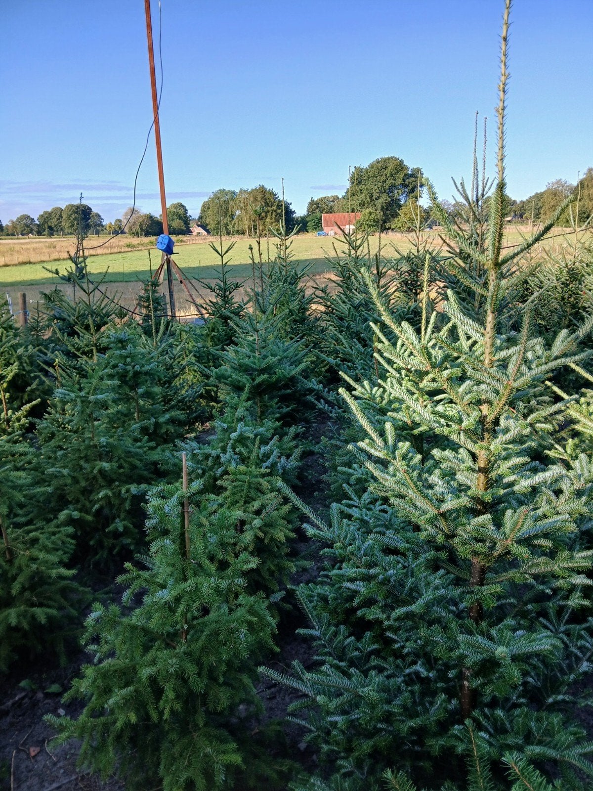partij kerstbomen, Ophalen of Verzenden, Volle zon, Overige soorten