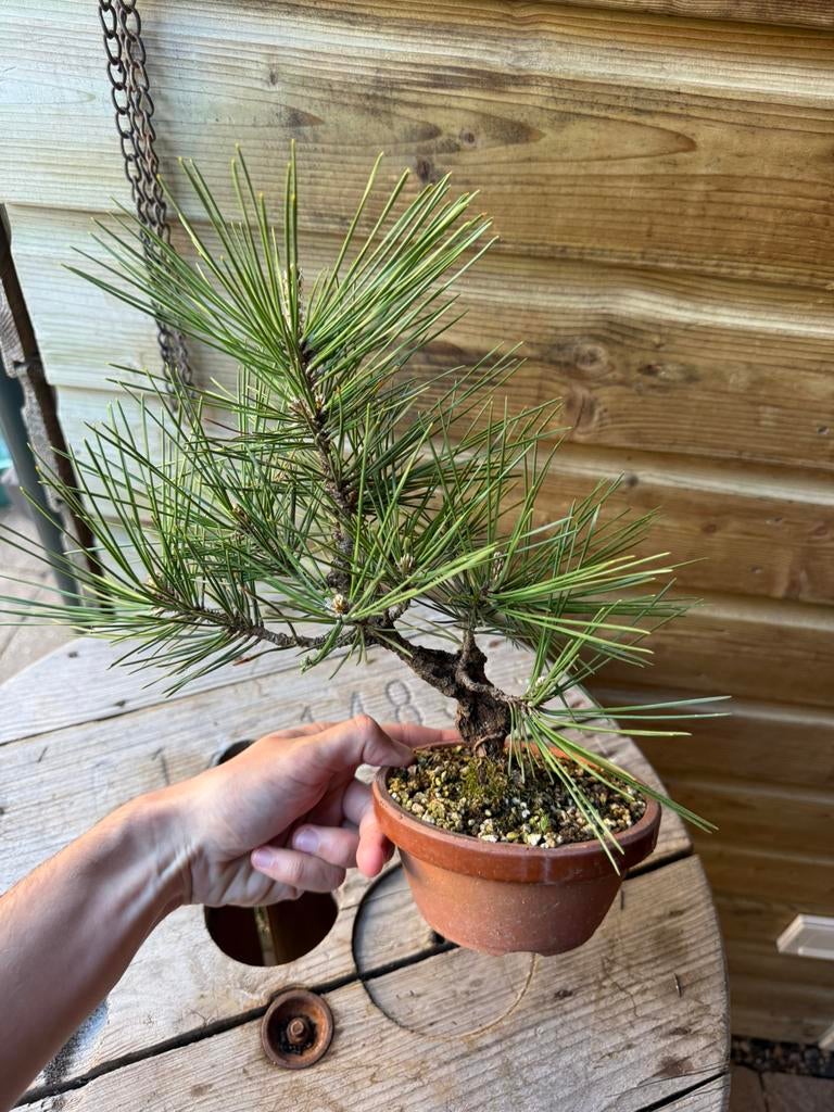 Pinus thunbergii Bonsai den, Tuin en Terras, Volle zon, Bloeit niet, Minder dan 100 cm, Overige soorten