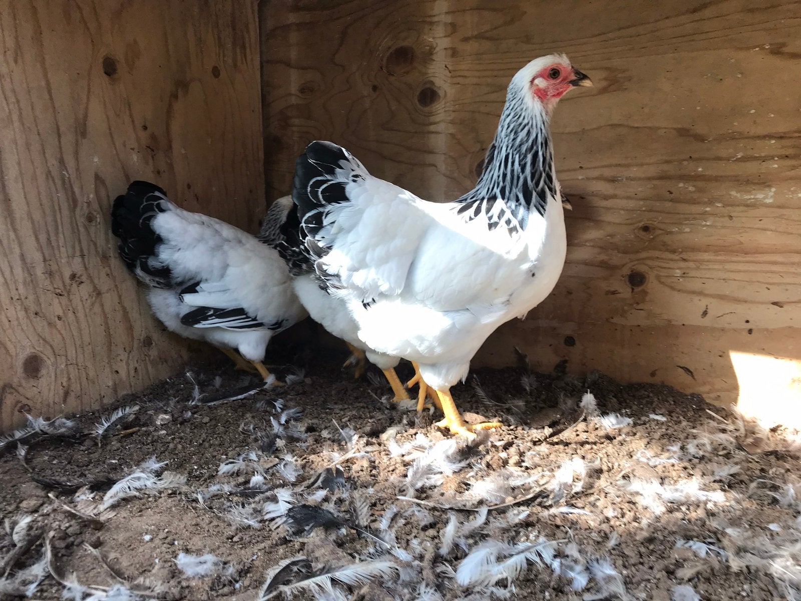 🐓 Laatste Jonge Wyandottekriel Columbia zwart wit hennen 🐔, Dieren en Toebehoren, Vrouwelijk, Kip