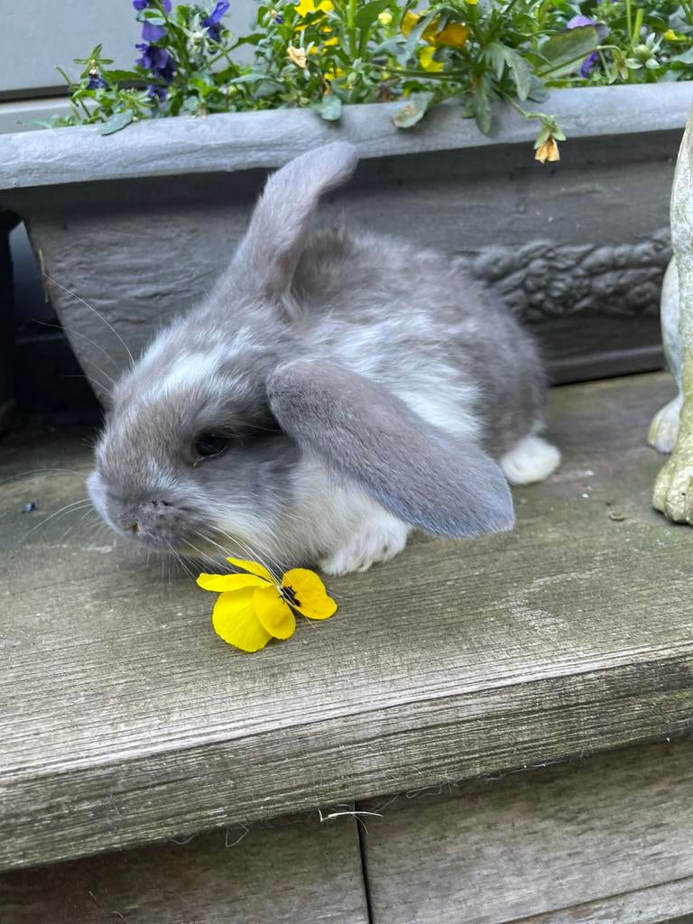 Franse hangoren-mooie kleuren, Dieren en Toebehoren, Konijnen, Meerdere dieren, Groot, Hangoor, 0 tot 2 jaar