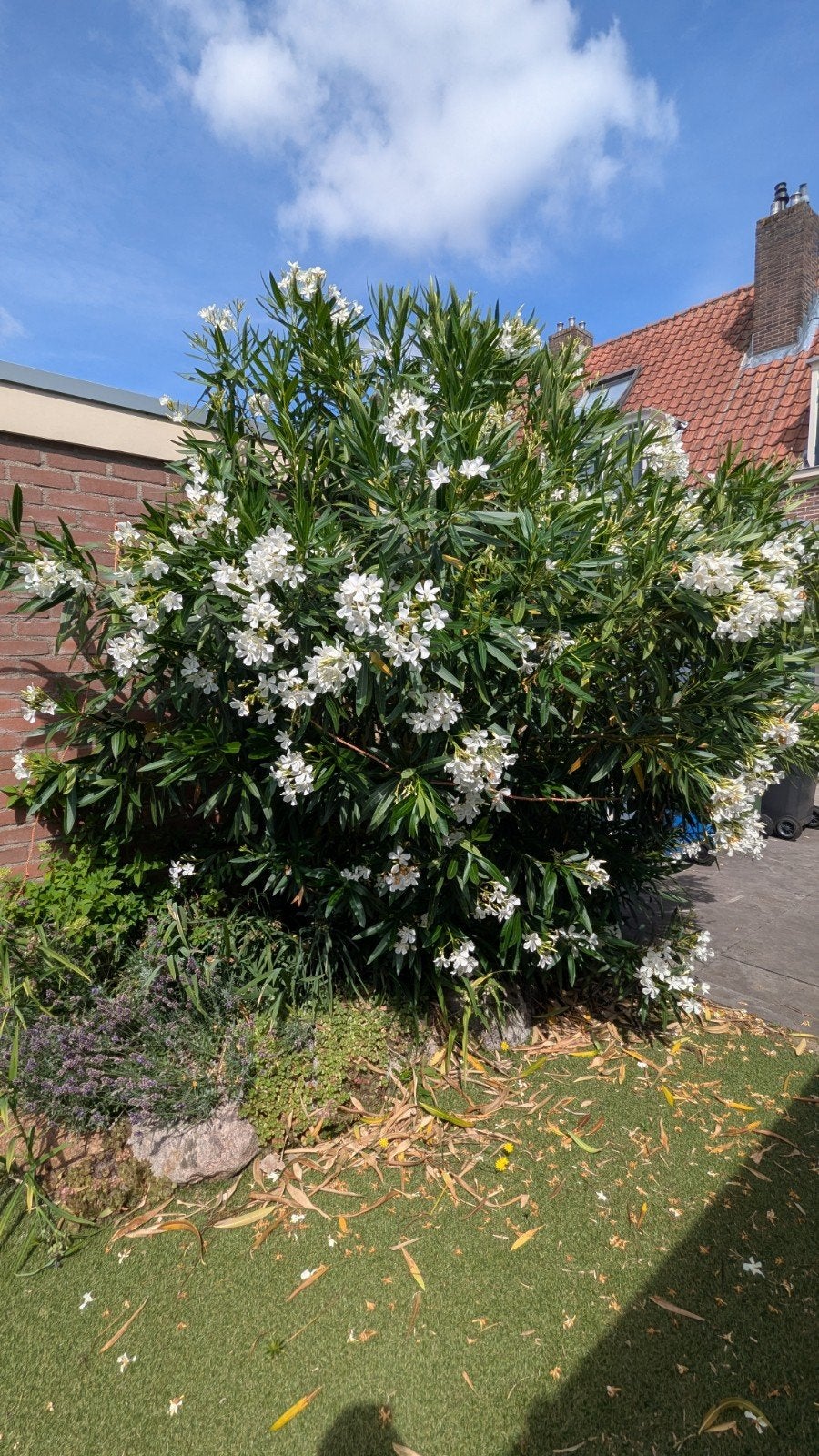 Grote Witte Oleander - Prachtige Mediterrane Struik, Volle zon, Vaste plant, Zomer, Ophalen