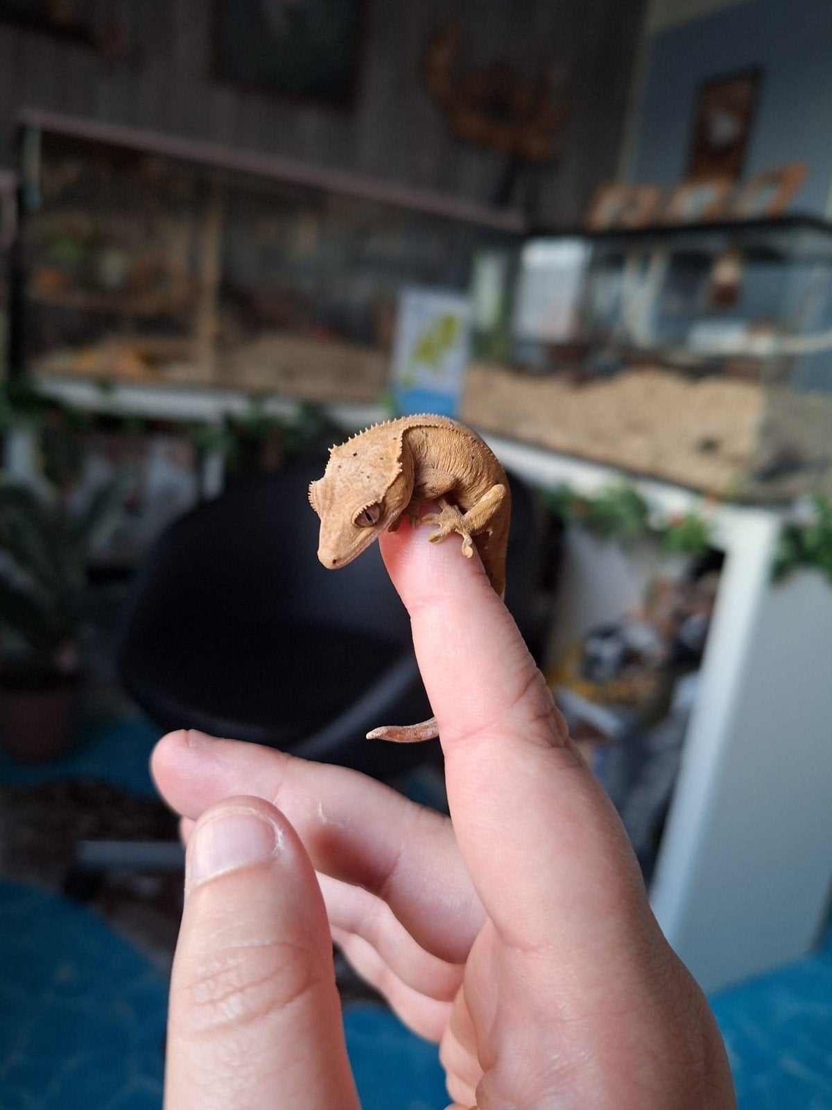 wimper gekko man 2024 Crested Gecko photo 6
