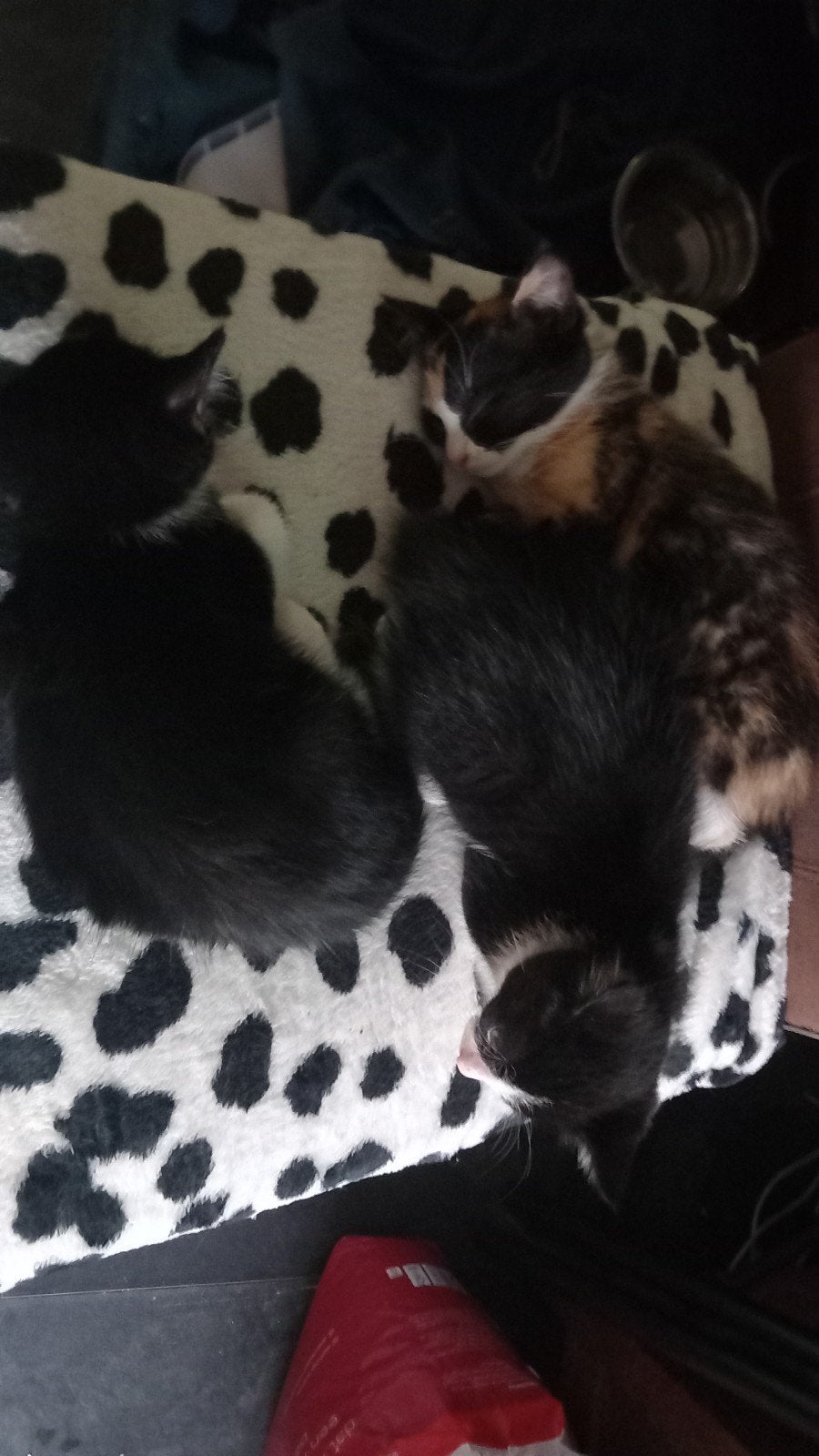 kitens, Dieren en Toebehoren, Meerdere dieren, Ingeënt