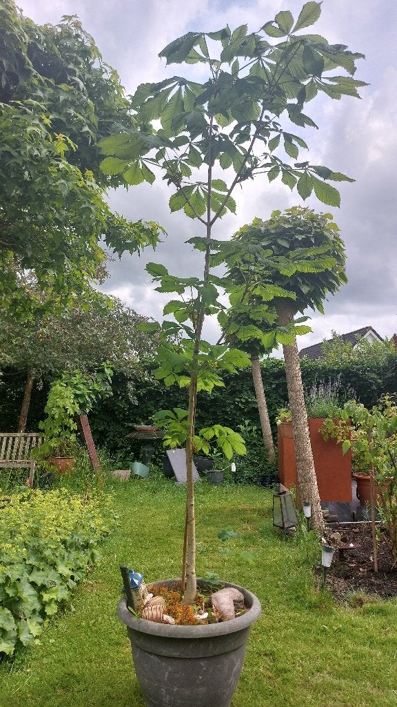 Kastanjeboom 2 meter, Tuin en Terras, Planten | Bomen, Overige soorten, 100 tot 250 cm, Ophalen, Volle zon
