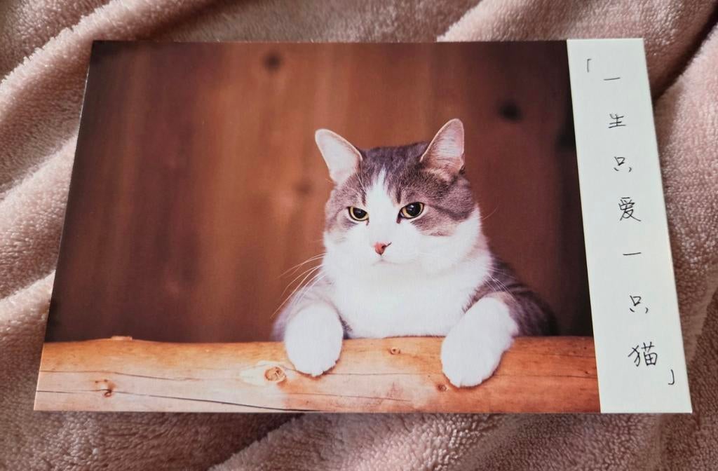 Leuke kat - ANSICHTKAART, Verzenden, 1980 tot heden, Ongelopen, Hond of Kat