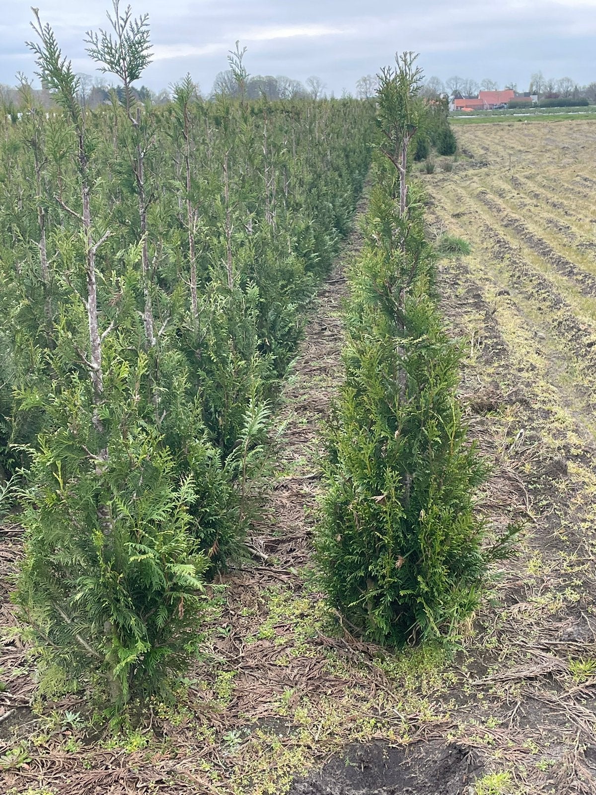 Haagconiferen thuja coniferen, Tuin en Terras, Ophalen, Conifeer, 100 tot 250 cm
