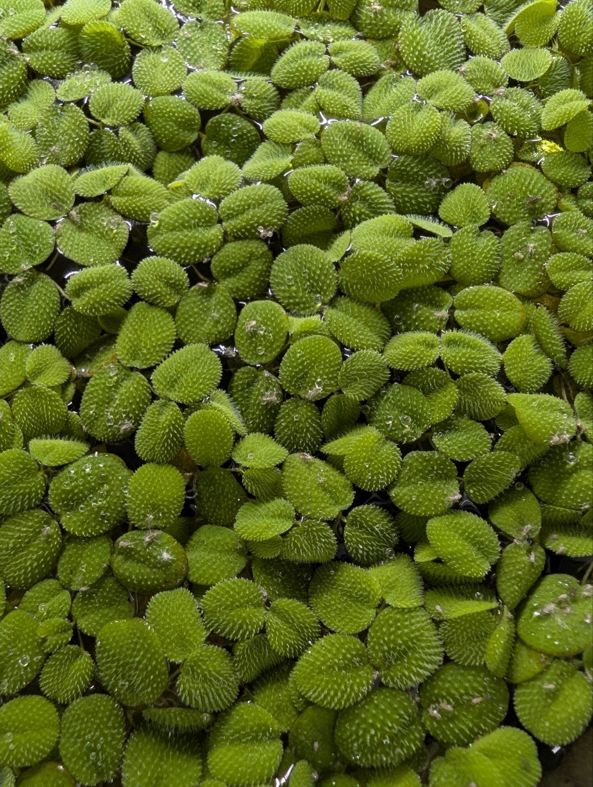 Salvinia drijfplanten, Dieren en Toebehoren, Vissen | Aquaria en Toebehoren, Ophalen, Nieuw, Plant(en), Steen of Hout