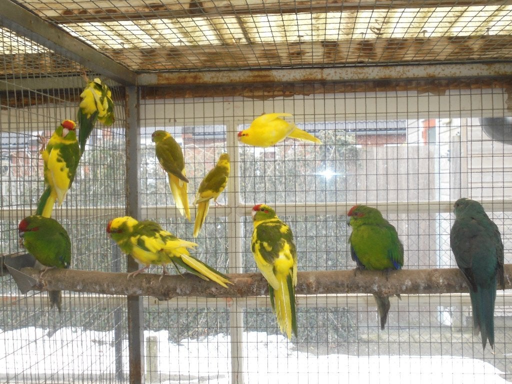 te koop diverse kleuren kakerikies, Meerdere dieren, Parkiet, Geringd