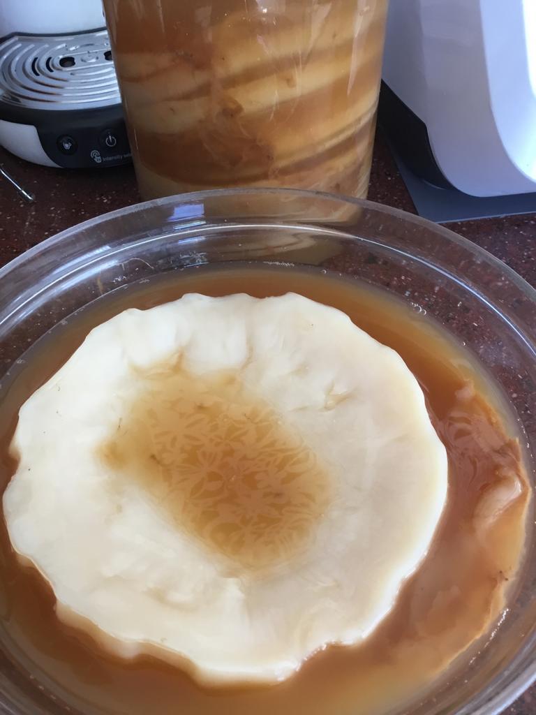 Kombucha scoby 2 euro, Ophalen of Verzenden