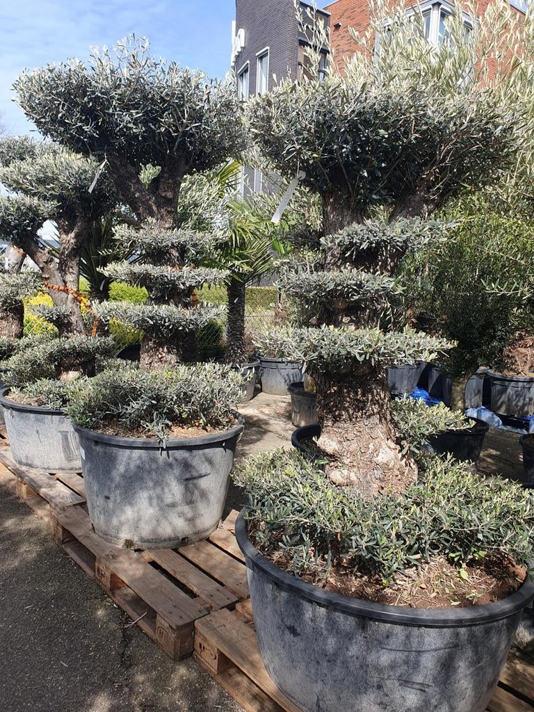 Pon pon olijfboom, Lente, 100 tot 250 cm, Olijfboom, Ophalen