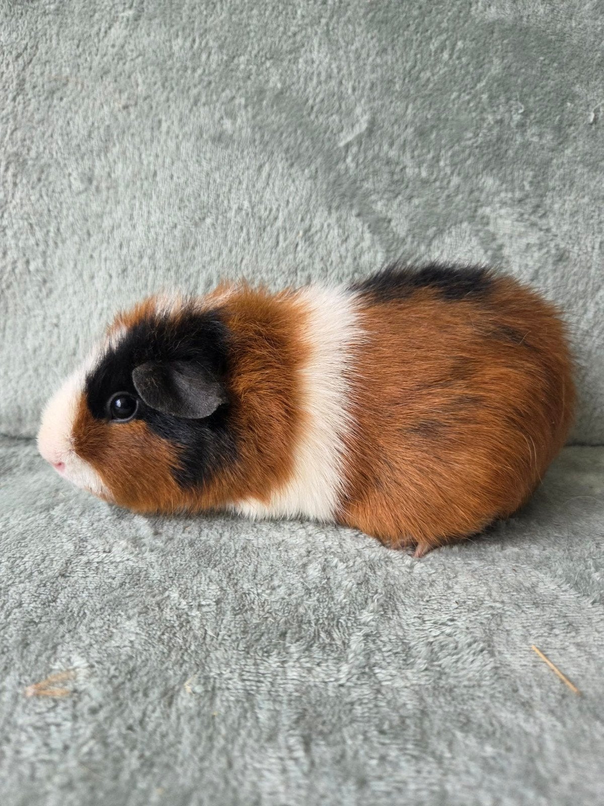 Cavia zeug, Dieren en Toebehoren, Knaagdieren, Cavia, Vrouwelijk, Mei, Tam